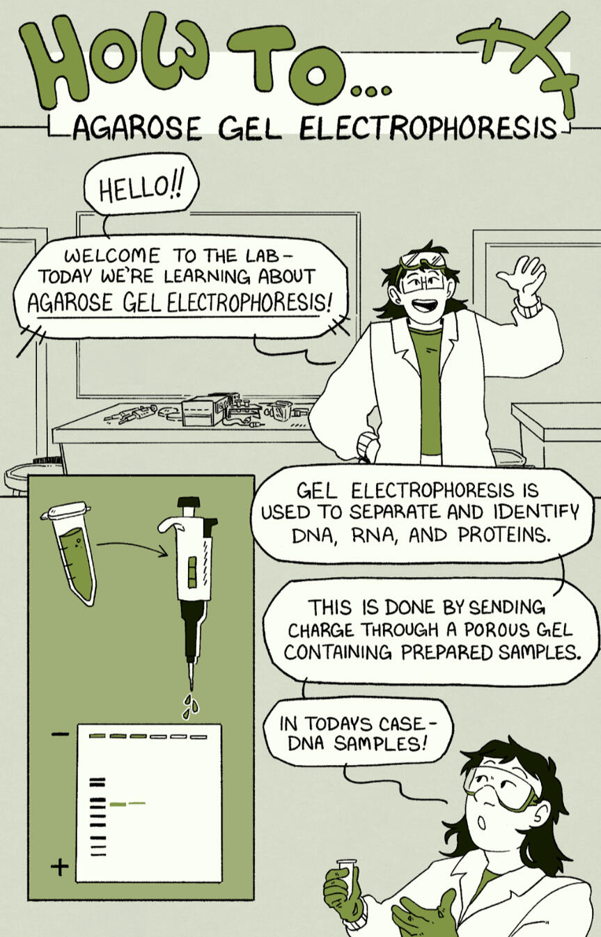 HOW TO: Agarose Gel Electrophoresis is a short comic explaining the procedure and purpose of agarose gel electrophoresis. [1/10 pages completed].